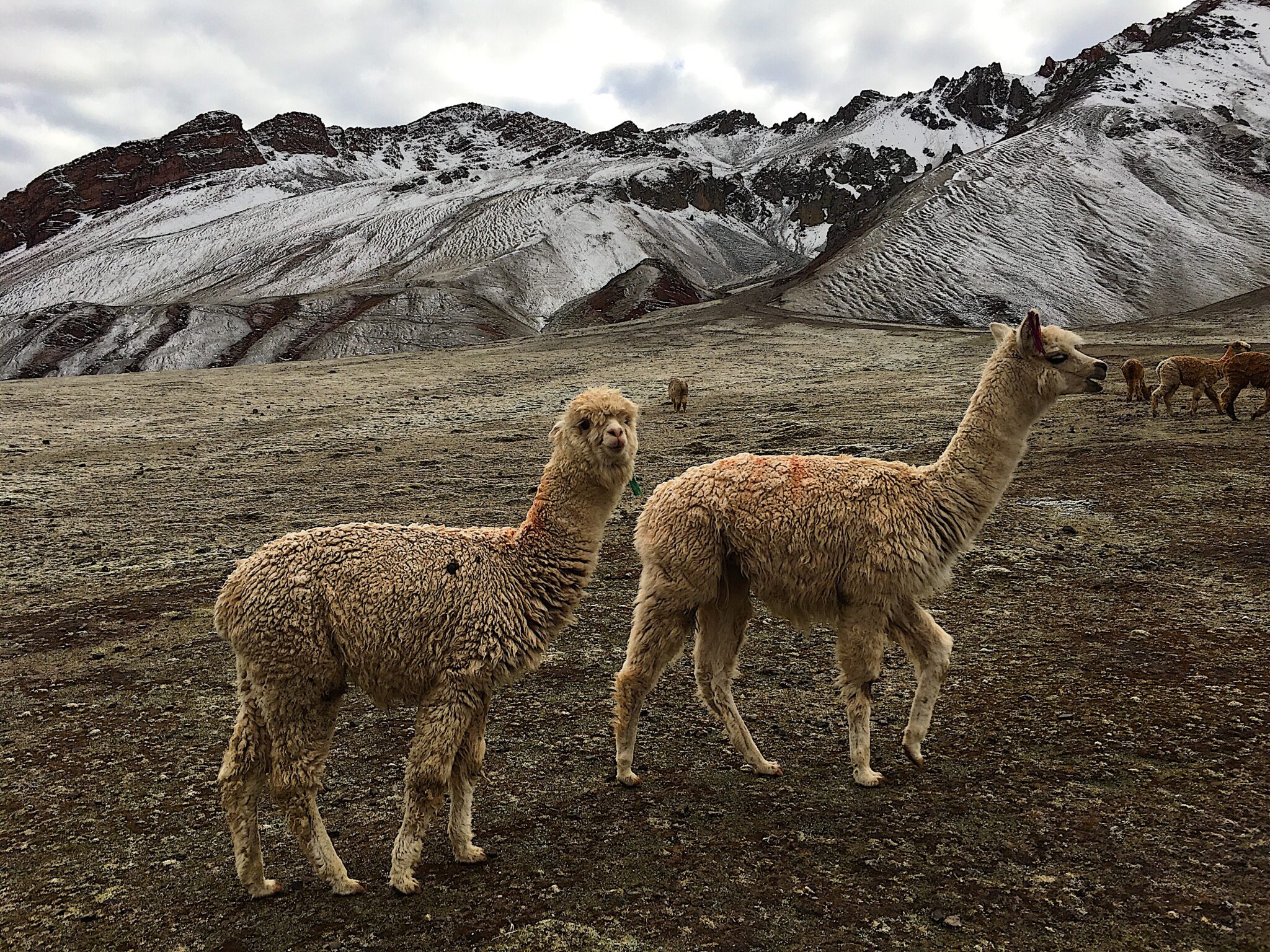 A Guide to Peru s Fluffy Friends Llama Alpaca Simply Angella