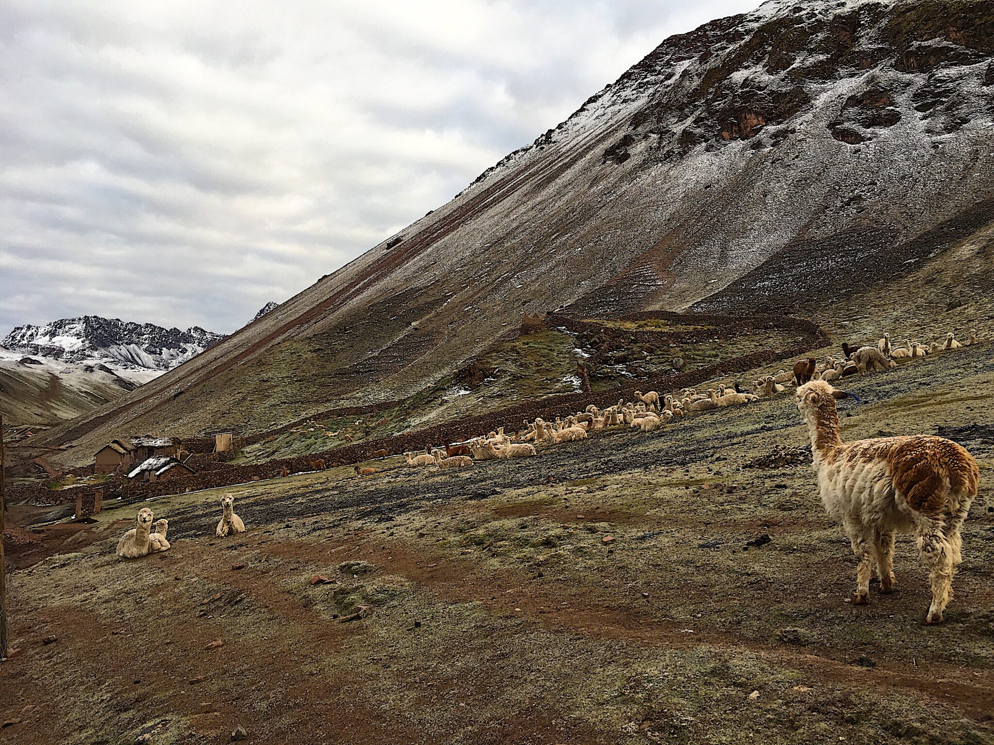 rainbow mountain vinicunca llama alpaca