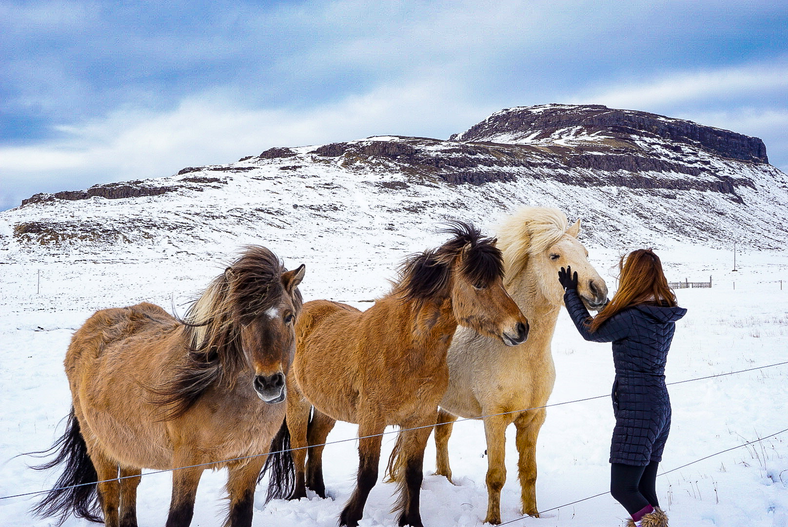 snæfellsnes peninsula horses