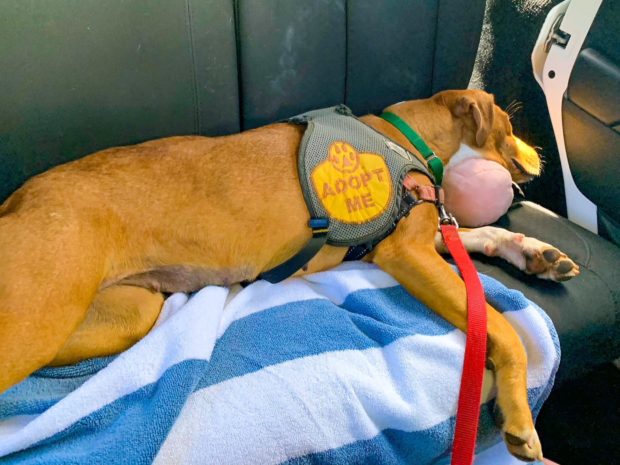kauai humane society dog adoption