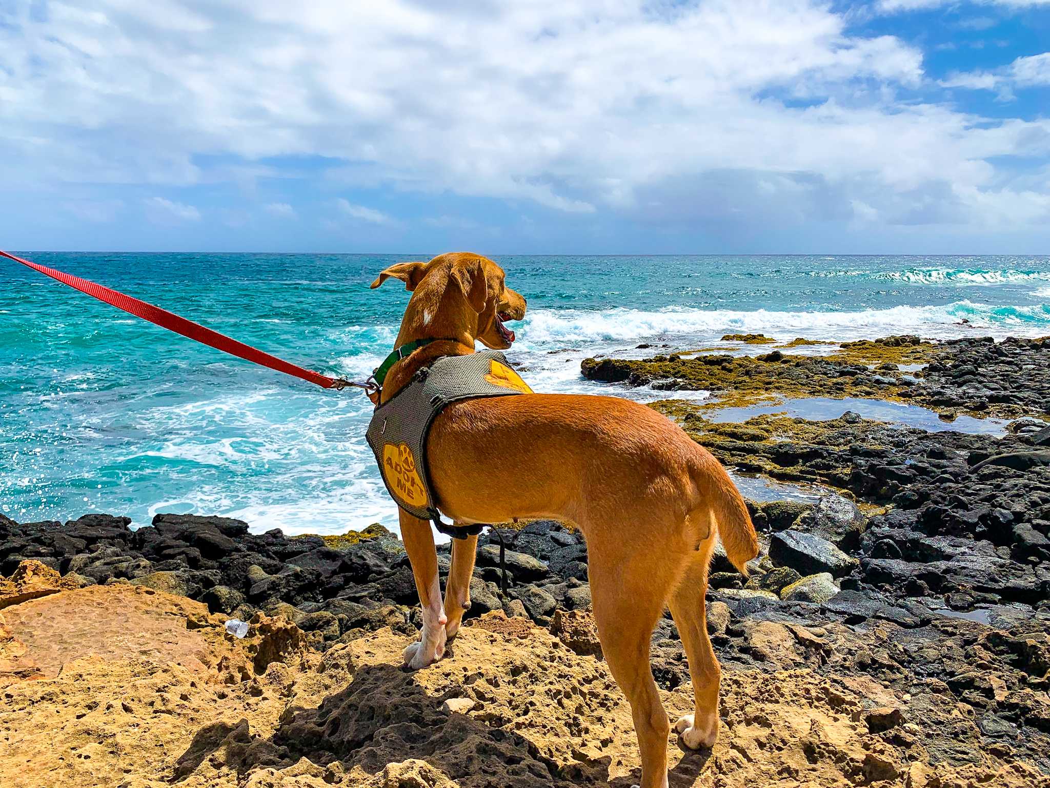 kauai humane society dog dates
