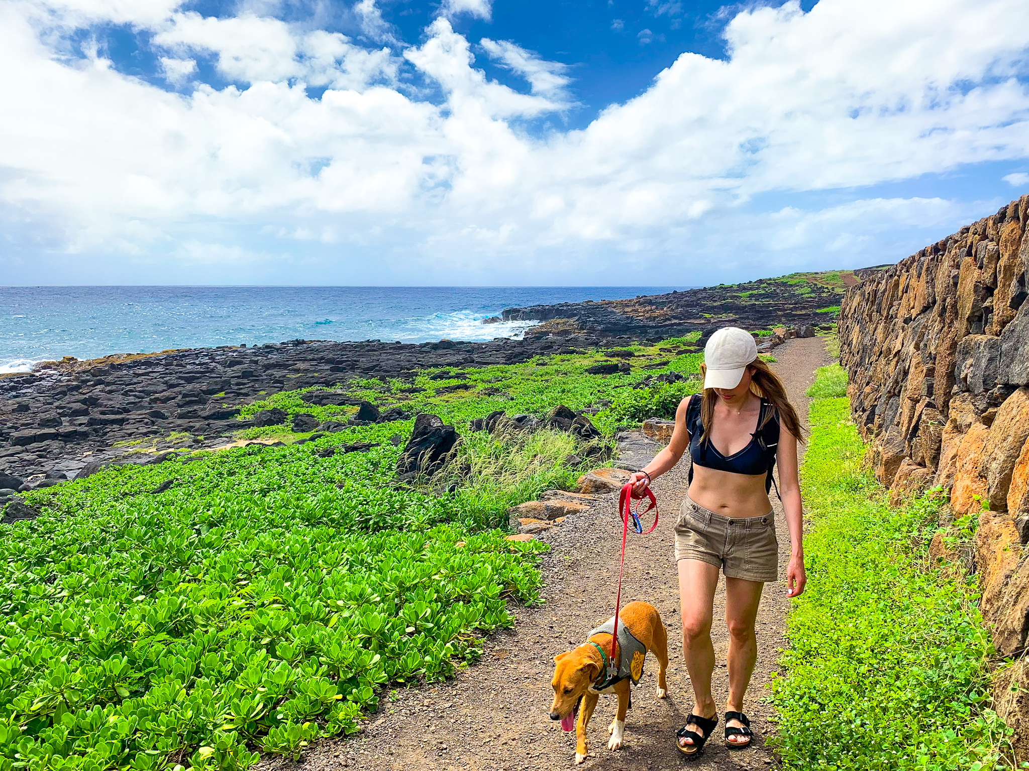 rescue dog field trips hawaii