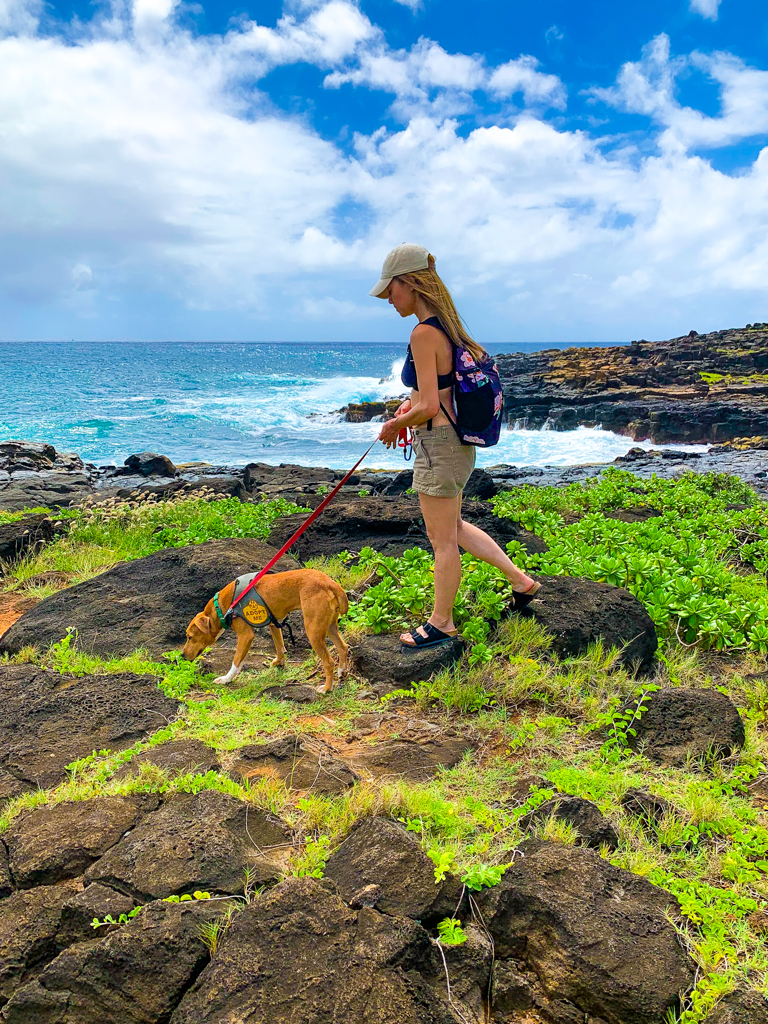 shelter dog field trips hawaii
