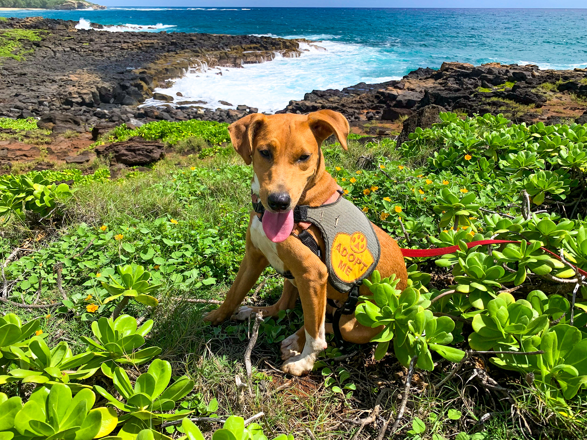 shelter dog field trips in hawaii
