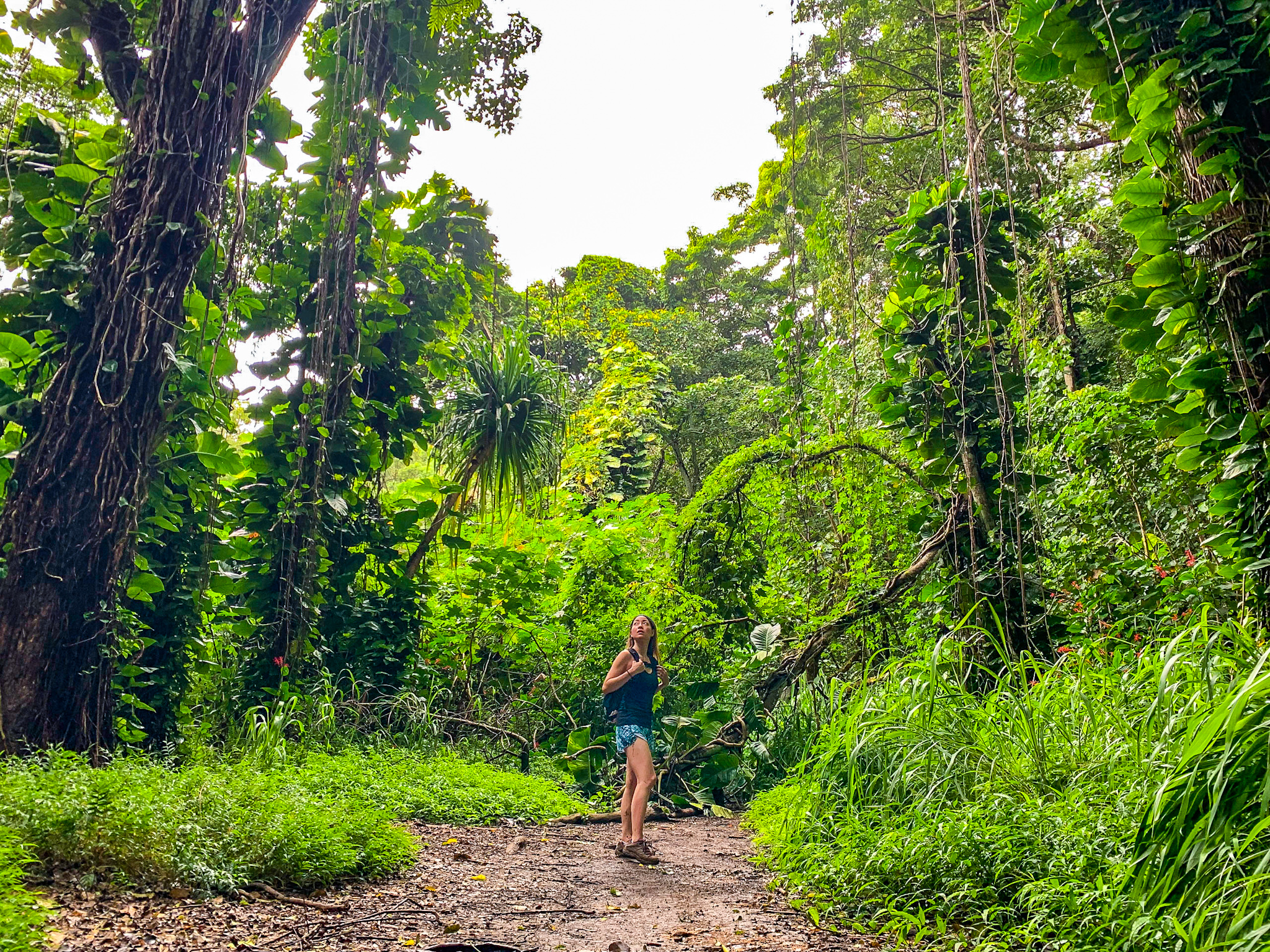 best kauai hiking trail jurassic park rainforest