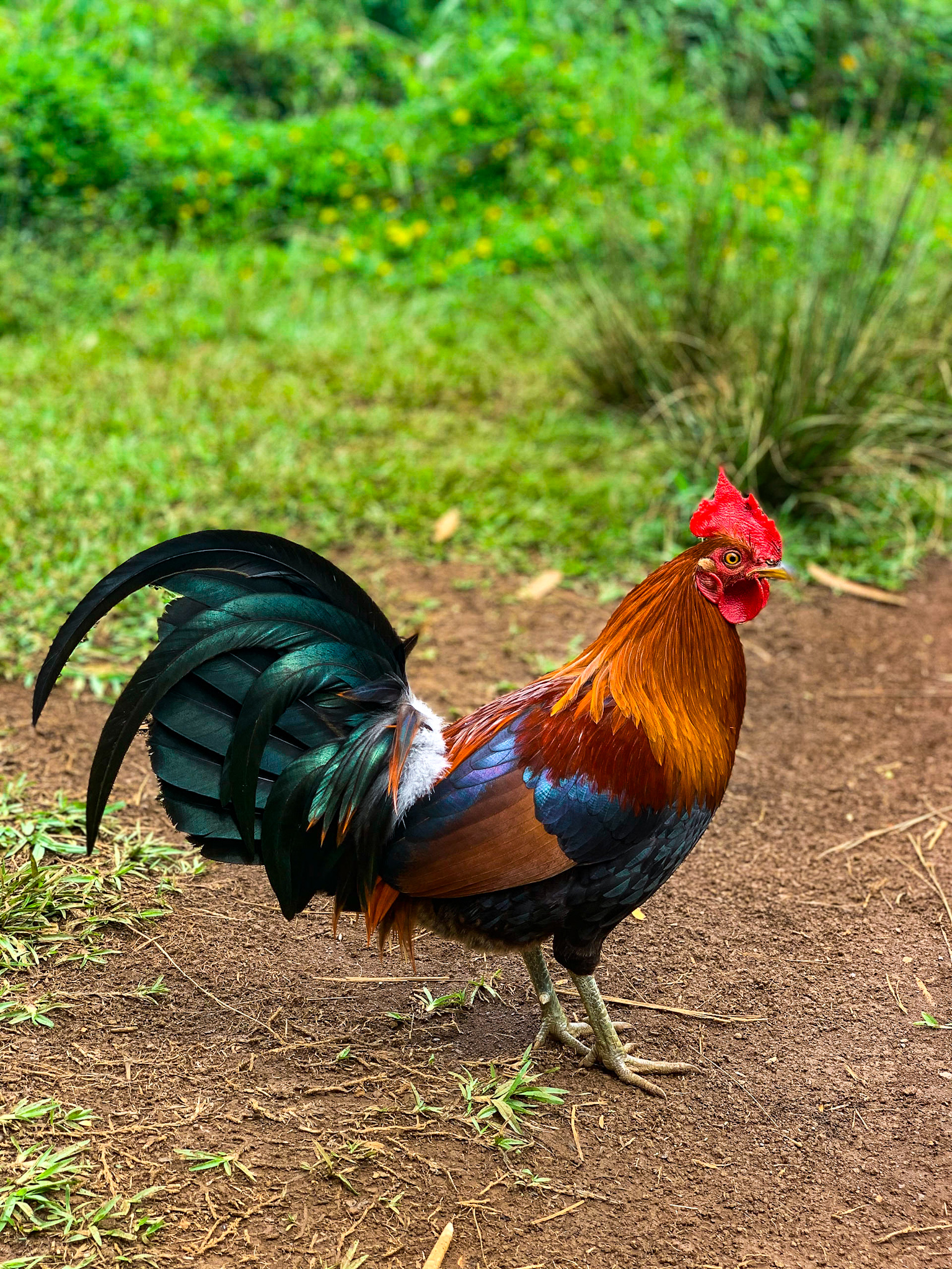 hawaiian rooster